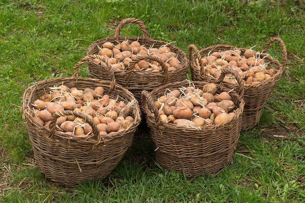 Techniques de jardinage pour une autonomie complète